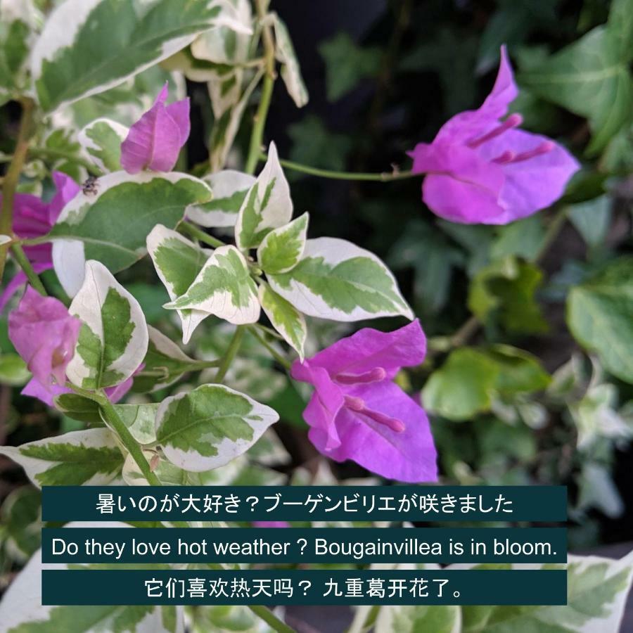 נגויה Kyoya Ryokan מראה חיצוני תמונה